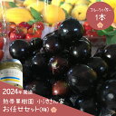 2位! 口コミ数「3件」評価「2.33」【2024年発送】熱帯果樹園小池さん家 お任せセット(梅)