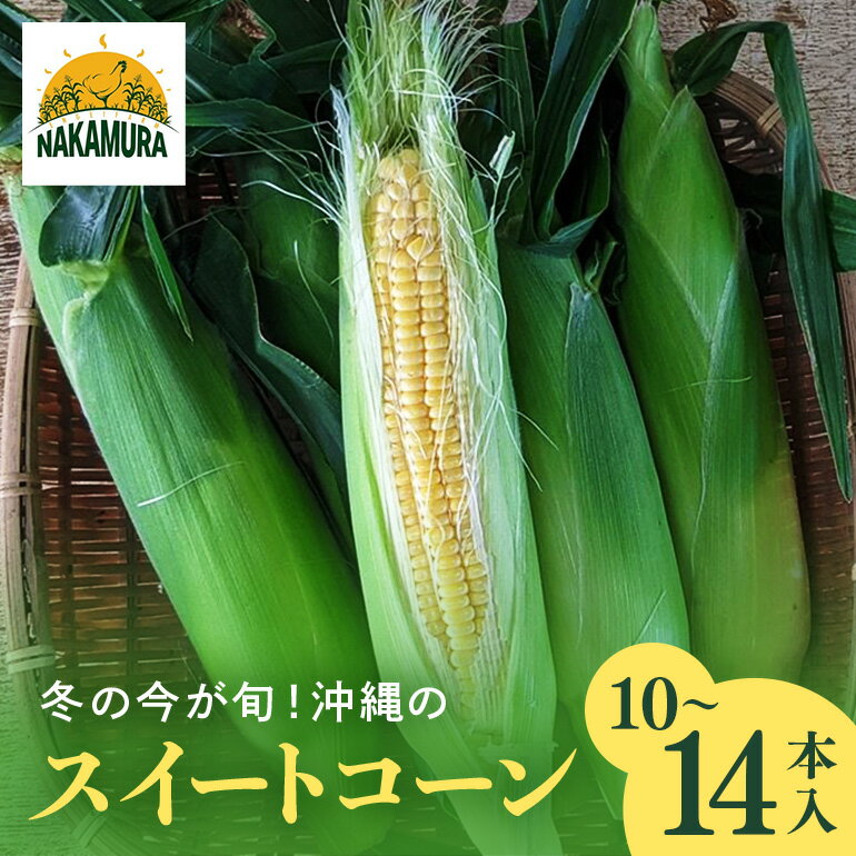 【冬の今が旬!!】沖縄のスイートコーン(10〜14本入り)