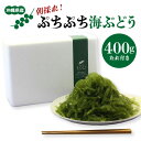【ふるさと納税】朝採れ! ぷちぷち 海ぶどう 400g 沖縄県産 海ブドウ たれ付き 無着色 沖縄 特産品 沖縄グルメ 海の宝石 海藻 海ぶどう丼 サラダ おつまみ おかず 沖縄料理 常温保存 贈答用 ギフト 産地直送 沖縄県 糸満市 送料無料
