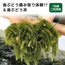 12位! 口コミ数「0件」評価「0」海ぶどう摘み取り体験!?&海ぶどう丼 1名様ご利用券