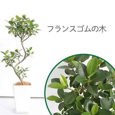 沖縄の観葉植物【人気のフィカス】フランスゴムの木　7号　A1359