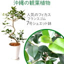 【ふるさと納税】沖縄の観葉植物【人気のフィカス】フランスゴムの木　7号シュエット鉢　A1090