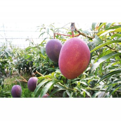 【ふるさと納税】農園一番人気の完熟アップルマンゴー　秀品・約1kg【2024年発送】農園から直送！