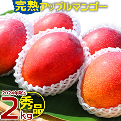 【ふるさと納税】農園一番人気の完熟アップルマンゴー　秀品・約2kg【2024年発送】農園から直送！