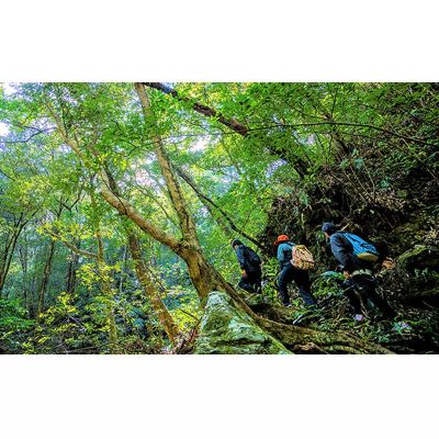 沖縄県東村の【ふるさと納税】やんばるの森　秘境ツアー【森トレッキング】4名様 やんばる アドベンチャー 秘境 冒険 探検 トレッキング ガイド付き 山歩き カヤック 珍しい生き物 やんばる国立公園 亜熱帯 ジャングル 安心 手軽に参加 非日常 特別｜アングル3