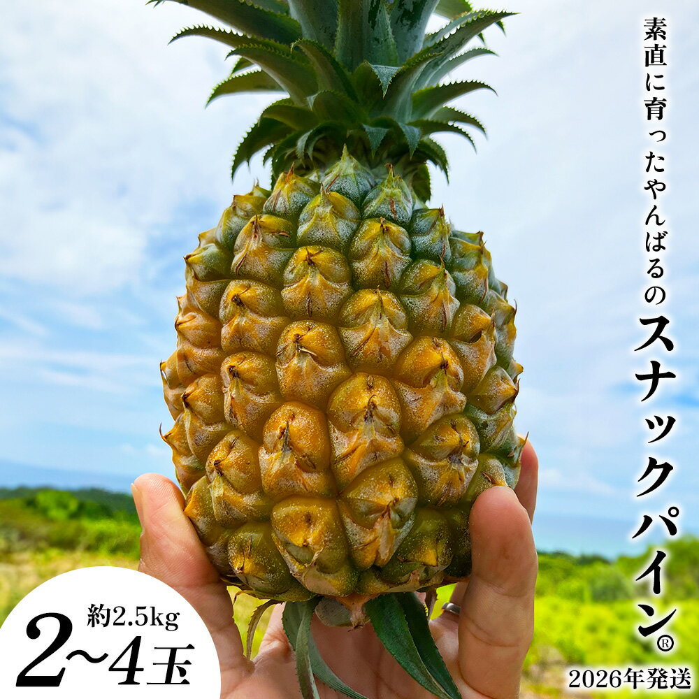 素直に育ったやんばるのスナックパイン 2〜4玉(約2.5kg) 2026年発送 沖縄県産 東村 パイナップル ジューシー 希少 高級フルーツ 南国フルーツ 国産フルーツ 農家直送 パイン 果物 贈り物 おすすめ お土産 人気 やんばる 大自然 南国気分 沖縄本島北部
