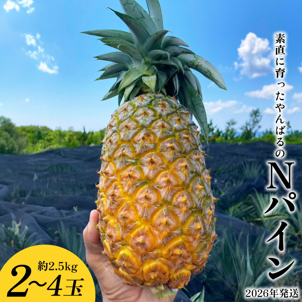 素直に育ったやんばるのNパイン 2〜4玉(約2.5kg) 2026年発送 沖縄県産 東村 パイナップル ジューシー 希少 高級フルーツ 南国フルーツ 国産フルーツ 農家直送 パイン 果物 贈り物 おすすめ お土産 人気 やんばる 大自然 南国気分 沖縄本島北部