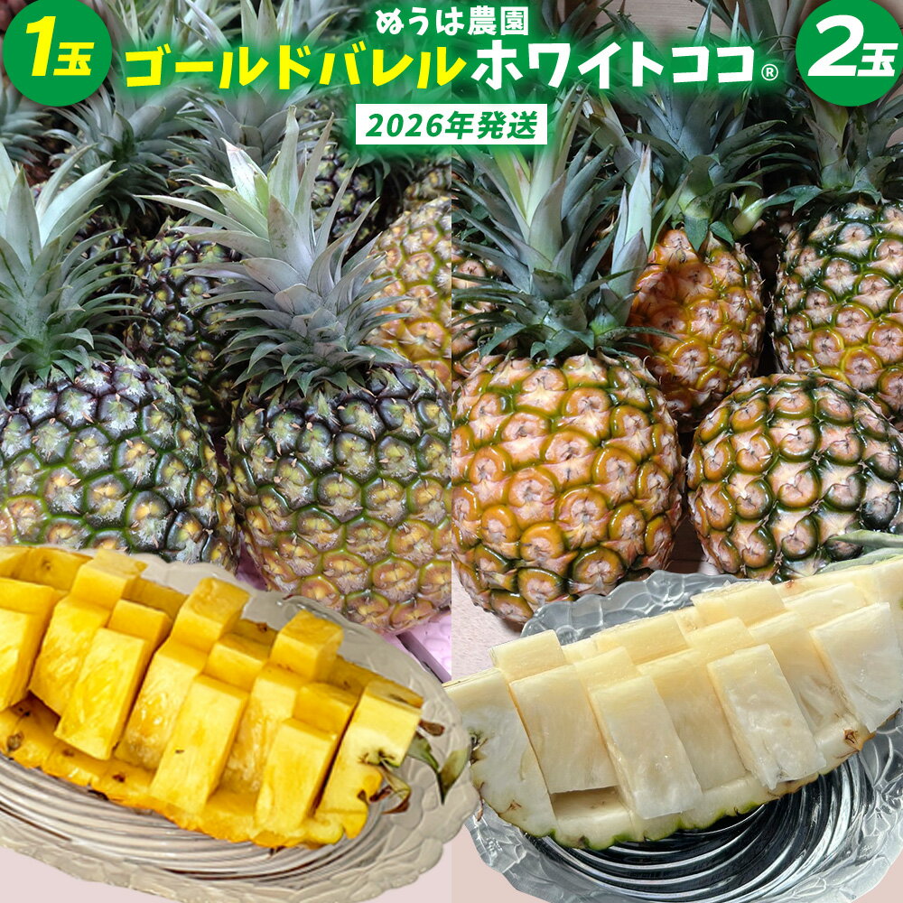 ゴールドバレル1玉とホワイトココ2玉 詰合せ 2026年発送 沖縄県産 東村 パイナップル ジューシー 希少 高級フルーツ 南国フルーツ 国産フルーツ 農家直送 パイン 果物 贈り物 おすすめ お土産 人気 やんばる 大自然 南国気分 沖縄本島北部