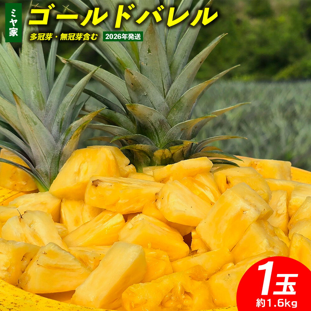 ミヤ家 ゴールドバレル 1玉(約1.6kg)多冠芽・無冠芽含む 2026年発送 沖縄県産 東村 パイナップル ジューシー 希少 高級フルーツ 南国フルーツ 国産フルーツ 農家直送 パイン ゴールドバレル 贈り物 おすすめ お土産 人気 やんばる 大自然 南国気分