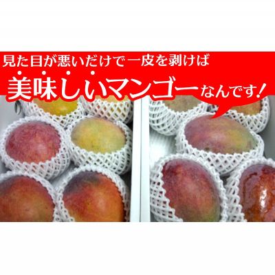 【ふるさと納税】2024年発送　【ワケあり品】やんばるマンゴー　1.5Kg（3～6玉入） アップルマンゴー アーウィン フルーツ 訳あり お取り寄せ スイーツ デザート 果物 沖縄 旬 旅行 おやつ 簡単 子供 孫 家族旅行 朝食 おすすめ 人気 時短