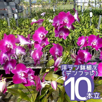 安い購入 ふるさと納税 洋ラン鉢植え デンファレ 10本立ち 沖縄県恩納村 Arh Nl 安い購入 ふるさと納税 洋ラン鉢植え デンファレ 10本立ち 沖縄県恩納村 Arh Nl