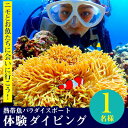 【ふるさと納税】ニモとお魚たちに会いに行こう！熱帯魚パラダイスボート体験ダイビング1名様