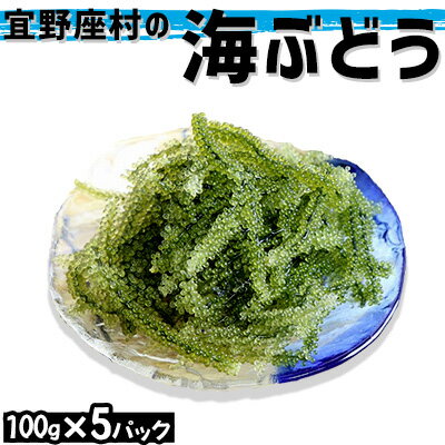 宜野座村の海ぶどう（100g×5パック）