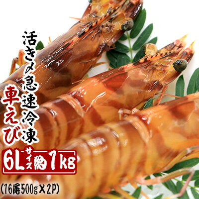 【養殖場から直送】活き〆急速冷凍車えび　6Lサイズ　約1kg（16尾/500g×2P）