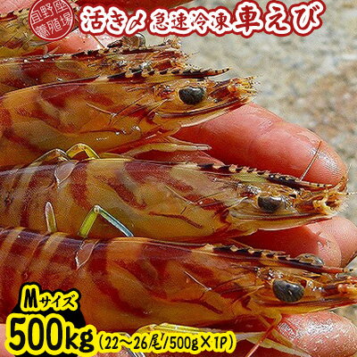 【養殖場から直送】活き〆急速冷凍車えび　Mサイズ　約500g（22～26尾/500g×1P）