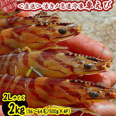 ڤդ뤵Ǽǡۡܿ줫ľ۳褭®֤ӡ2L2kg5664/500g4P ֳϷ   ʪ ...