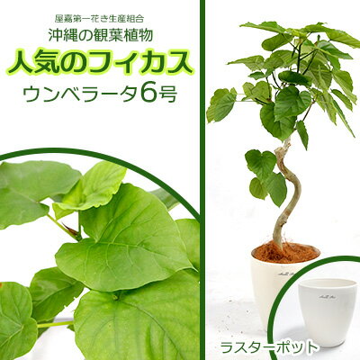 沖縄の観葉植物 人気のフィカス ウンベラータ6号 ラスターポット