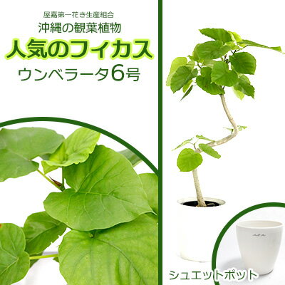 沖縄の観葉植物 人気のフィカス ウンベラータ6号 シュエット鉢ポット