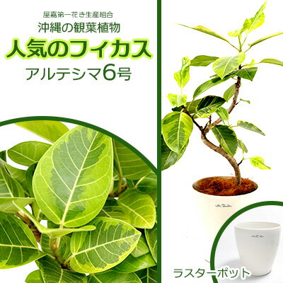 沖縄の観葉植物 人気のフィカス アルテシマ6号 ラスターポット