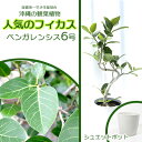 30位! 口コミ数「0件」評価「0」★『沖縄の観葉植物』人気のフィカス ベンガレンシス6号 シュエット鉢ポット