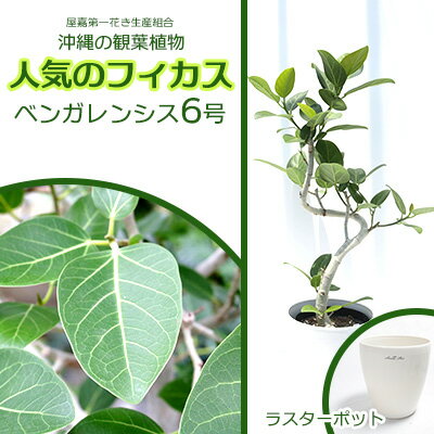 33位! 口コミ数「0件」評価「0」★『沖縄の観葉植物』人気のフィカス ベンガレンシス6号 ラスターポット