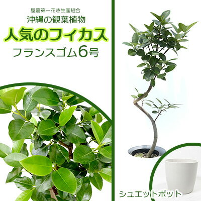 【ふるさと納税】★『沖縄の観葉植物』人気のフィカス フランスゴム6号 シュエット鉢ポット