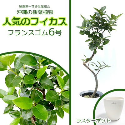 【ふるさと納税】★『沖縄の観葉植物』人気のフィカス フランスゴム6号 ラスターポット