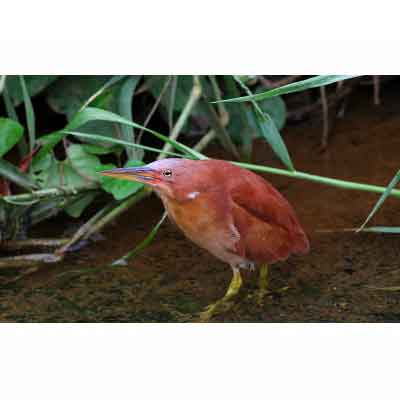 【ふるさと納税】新発見がいっぱい！　金武町　専門家による野鳥ガイド