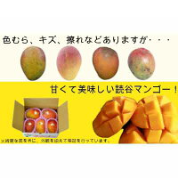 【ふるさと納税】【2022年発送】読谷村マンゴー(約1.5Kg)【ご家庭用】