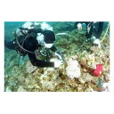 【ふるさと納税】【SeaSeed】養殖サンゴ 1株の移植放流