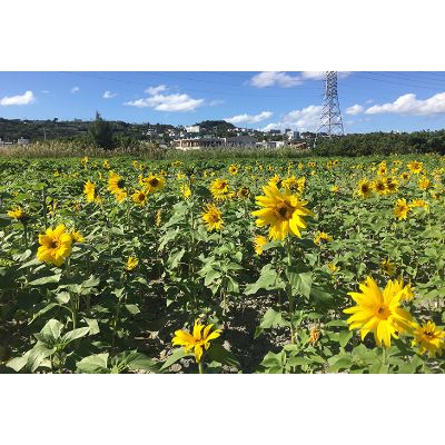 【ふるさと納税】沖縄県北中城村の対象施設で使える楽天トラベルクーポン 寄付額10,000円その2