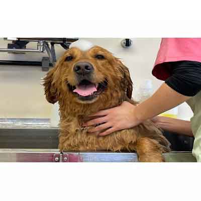 沖縄県北中城村の【ふるさと納税】【Pet Club OCEAN】トリミングチケット（15.000円分）｜アングル2