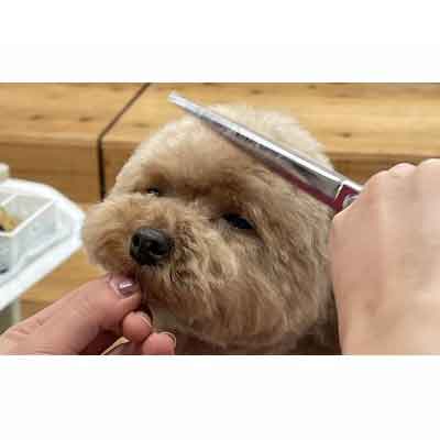 沖縄県北中城村の【ふるさと納税】【Pet Club OCEAN】トリミングチケット（15.000円分）｜アングル3