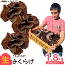 【ふるさと納税】生きくらげ 300g×6セット きくらげ 乳酸菌 栽培 きのこ 生 生キクラゲ レシピ 料理 家庭料理 食感 きくらげ小町 木耳 キクラゲ お取...