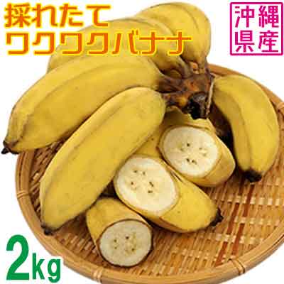 楽天ふるさと納税　【ふるさと納税】【沖縄県産バナナ】採れたてワクワクバナナ　2kg