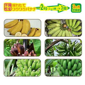 【ふるさと納税】【3ヶ月定期便】沖縄県産バナナ　採れたてワクワクバナナ　2kg