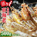 活き〆急速冷凍車海老：小500g