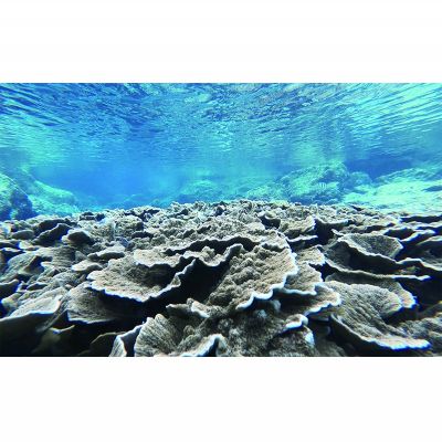 【ふるさと納税】【久米島】シュノーケリング体験 1名様（ビーチエントリー）