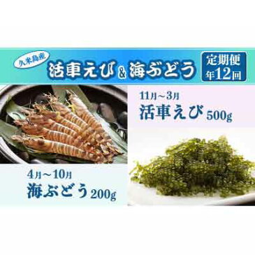【ふるさと納税】【定期便】海ぶどう(4〜10月)・活車えび(11〜3月) 年12回