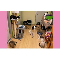 【ふるさと納税】【南の島の動物愛護活動】保護猫活動等をサポート(1万円)