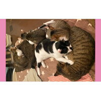 【ふるさと納税】【南の島の動物愛護活動】保護猫活動等をサポート(1万円)