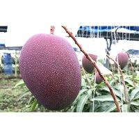 【ふるさと納税】【2022年発送】JAマートぐしちゃんの産直アップルマンゴー約1.5kg【優品・化粧箱】