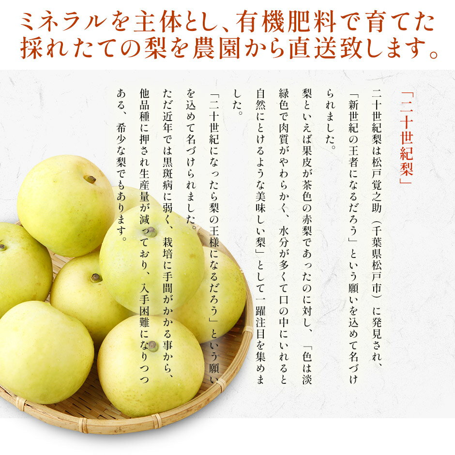鳥取県産『二十世紀梨』
