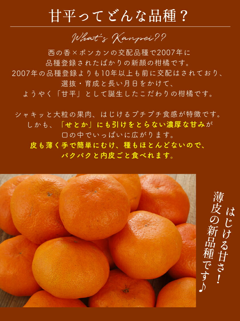 2026年2月分予約 糖度15度 訳あり 減農薬 甘平 みかん 約3kg 愛媛 サイズ混合 産地直送 大三島 ※ ふるさと納税 ではありません
