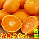 12月分予約 愛媛みかん ミカン 蜜柑 無農薬 訳あり みかん 温州み...(4)