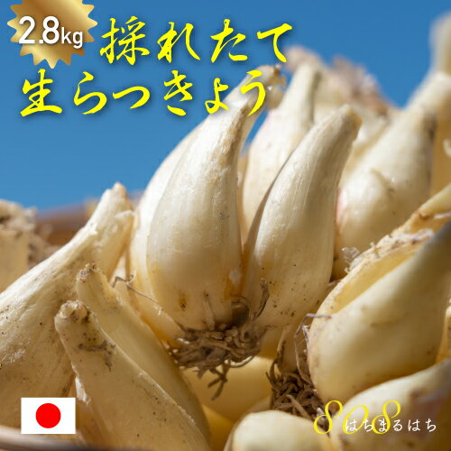 減農薬 鳥取 根付 らっきょう 2.8キロ 玉系 らくだ系 ラッキョウ 辣韮 薤 辣韭 SSS