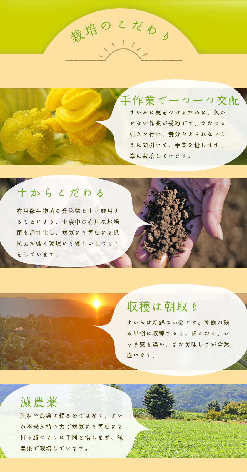 波田 すいか 2L〜3Lサイズ 1〜2玉 7〜18kg入 贈答用 スイカ 西瓜 長野 松本 秀品 下原 地区 ※ ふるさと納税 下原すいか ではありません SSS