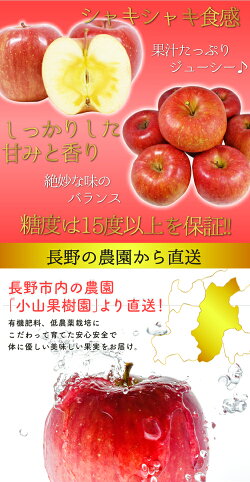 【訳あり】減農薬長野サンふじりんご約4.5kg12〜25個入リンゴ林檎産地直送小山