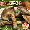 10月分予約 松茸 ひらき 1kg 前後 まつたけ マツタケ 国産 開き 香り豊かでやわらかい 旬の味覚の王様 高級キノコ 鮮度優先 焼き松茸 天ぷら 松茸料理...