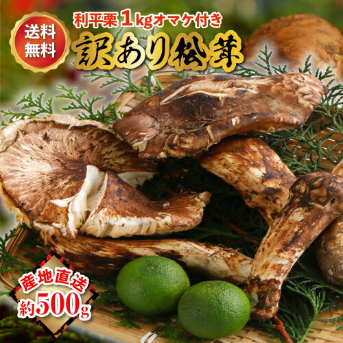 松茸 500g 前後 岡山県 国産 岡山 まつたけ 訳あり マツタケ 期間限定 季節限定 産地直送 希少 秋 山の幸 きのこ キノコ ご飯 土瓶 蒸し 送料無料 国内産 おかやま okayama 利平栗1kg オマケ付き ※ 乾燥 ふるさと納税 冷凍 ではありません SSS 10j